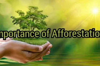 Importance of Afforestation Editor Letter