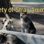 letter to editor about the safety of stray animals