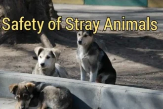 letter to editor about the safety of stray animals