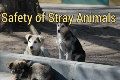 letter to editor about the safety of stray animals