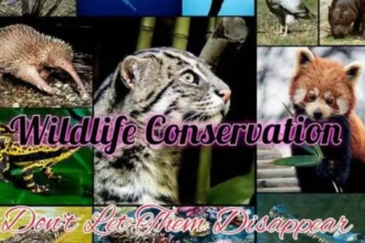 Importance of Wildlife Conservation Essay